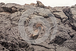 Flightless cormorant with rocks of ropy pahoehoe.