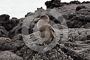 Flightless cormorant sitting on one leg.