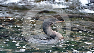 Flightless cormorant swimming in the Galapagos Islands