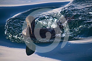 Flightless cormorant swimming in the Galpagos