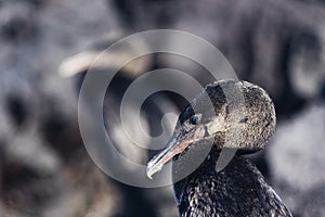 A Flightless Cormorant turning its head