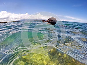 Flightless cormorant at the water surface