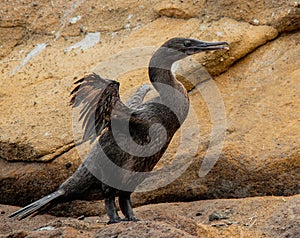 Flightless Cormorants