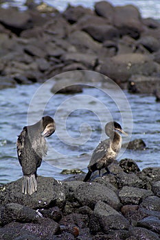 Flightless Cormorants   832719