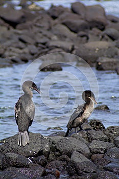 Flightless Cormorants  832720