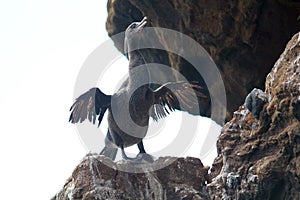 Flightless Cormorants drying wings (Galapagos, Ecuador)