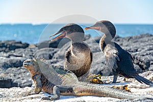 Flightless Cormorants and Marine Iguana