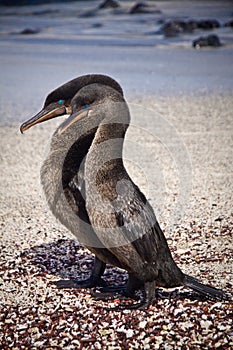 Flightless cormorants mating in the Galpagos