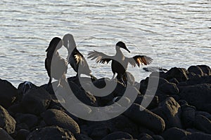 Flightless Cormorants Phalacrocorax harrisi stretching their wings, Punta Espinosa, Fernandina Island, Galapagos Islands