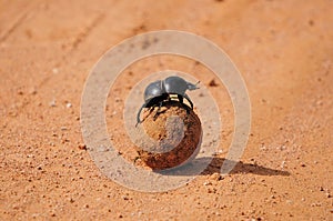 A Flightless Dung Beetle