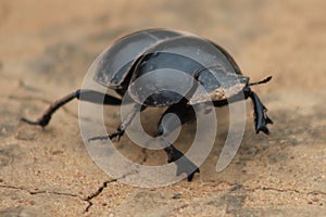 Flightless Dung Beetle