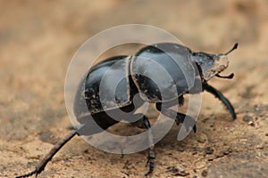 Flightless Dung Beetle