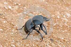 Flightless Dung Beetle in the Addo Elephant National Park