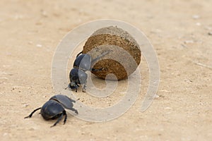 Flightless Dung Beetle, Addo Elephant National Park