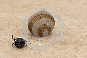 Flightless Dung Beetle, Addo Elephant National Park