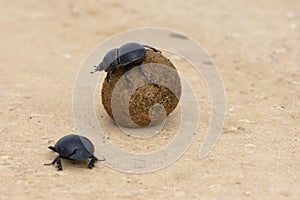 Flightless Dung Beetle, Addo Elephant National Park