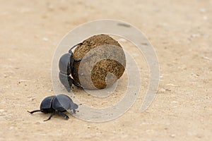 Flightless Dung Beetle, Addo Elephant National Park