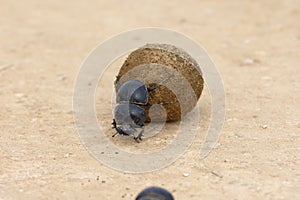 Flightless Dung Beetle, Addo Elephant National Park