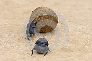 Flightless Dung Beetle, Addo Elephant National Park