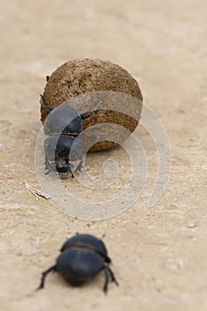 Flightless Dung Beetle, Addo Elephant National Park