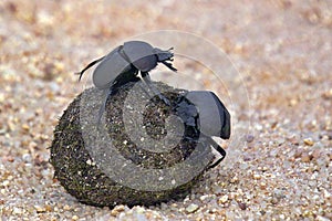 Flightless Dung Beetle (Circellium bacchus)
