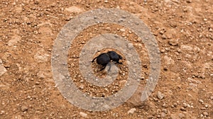 Flightless dung beetle searching for elephant droppings to bring home, Addo Elephant Park