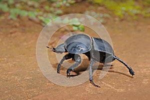 Flightless dung beetle - South Africa