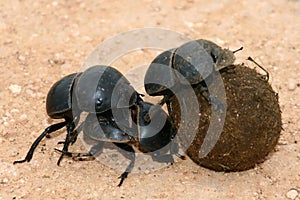 Flightless Dung Beetles
