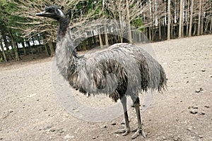 Flightless emu bird