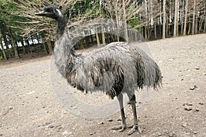 Flightless emu bird