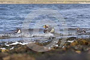 Flightless Falkland Steamer Ducks (Tachyeres brachypterus) in the Falkland Islands