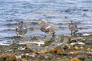 Flightless Falkland Steamer Ducks (Tachyeres brachypterus) in the Falkland Islands