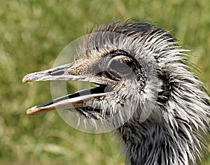 A Flightless Rhea, Native to South America