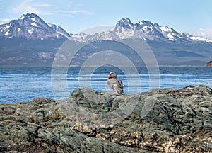 Flightless Steamer-Duck and mountains at Tierra del Fuego National Park in Patagonia - Ushuaia, Tierra del Fuego, Argentina