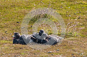 Flightless Steamer Ducks on Carcass Island