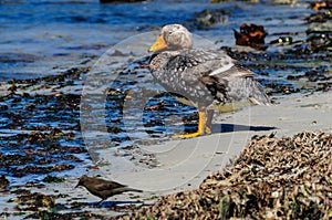 Flightless Steamer Ducks on Carcass Island