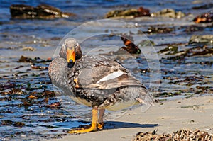 Flightless Steamer Ducks on Carcass Island