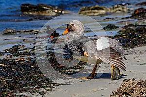 Flightless Steamer Ducks on Carcass Island