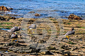 Flightless Steamer Ducks on Carcass Island