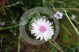 flimsy gentle pink flower in dark green grass . Blossom in nature . scenic soft calm relaxing background scene for