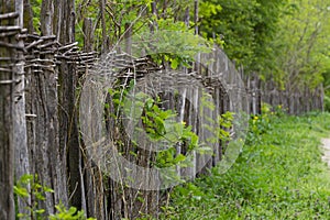 Flimsy rustic wicker fence alongside the rural road