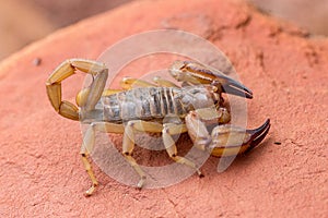 Flinder`s Ranges Scorpion