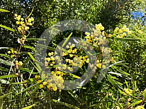 Flinders Range Wattle flower Willow-leaved Wattle growing in A