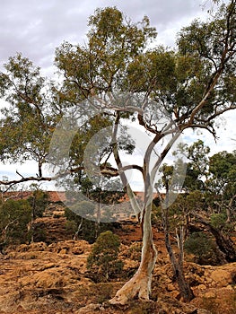 Flinders Ranges Hiking Rocky Eucalypt View