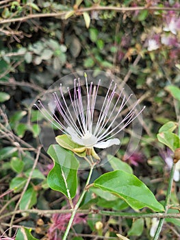 Flinders rose (Capparis spinosa) flower on a blurred background. photo