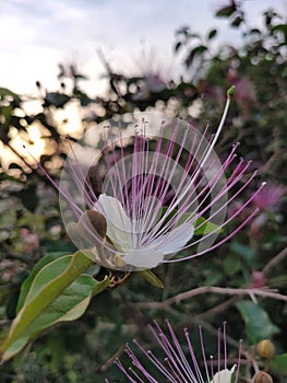 Flinders rose (Capparis spinosa) flower on a blurred background. photo