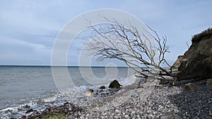 Flint stone beach at Ahrenshoop cliff with driftwood tree on shore. Baltic sea coast landscape. Mecklenburg-Vorpommern