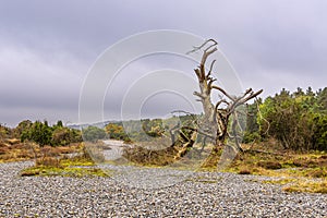 Flintstone field on the island Ruegen, Germany