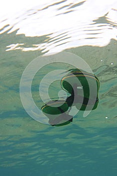 Flip flops floating on sea surface.