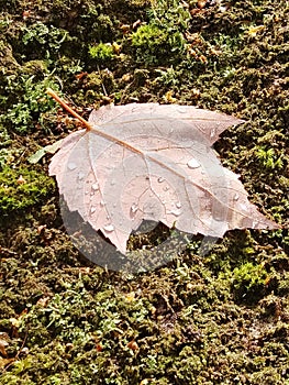 Flipped leaf